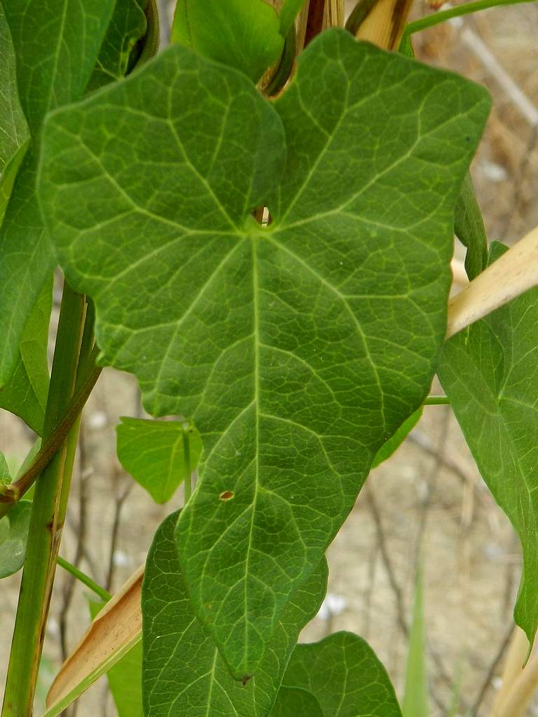 Convolvulus sepium / Vilucchione